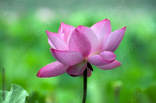 Obraz Blossom lotus flower