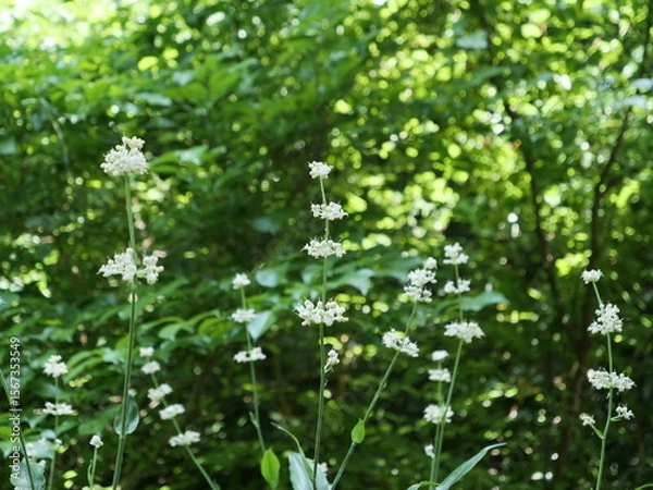 Fototapeta ヤブミョウガの花と実