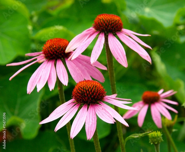 Obraz Echinacea purpurea