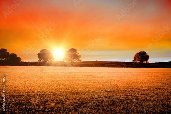 Fototapeta Flat design showing golden wheat stubble stretching at sunset, sun shining between deciduous trees