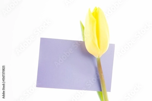 Obraz Yellow tulip bud is sliding over purple card on white backdrop in flat minimal design