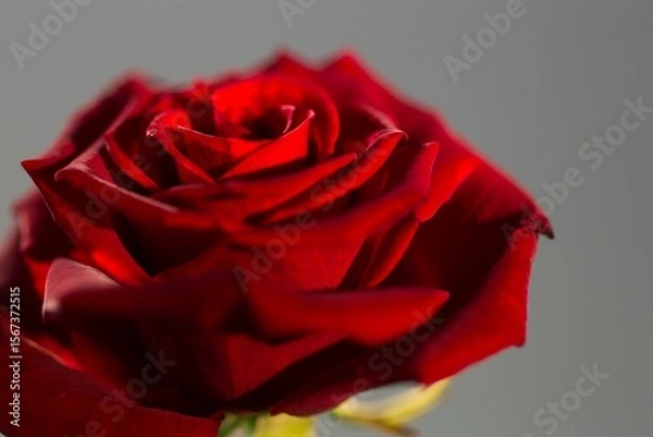 Obraz Vector art showing vibrant red rose opening velvety petals green stem on neutral grey backdrop