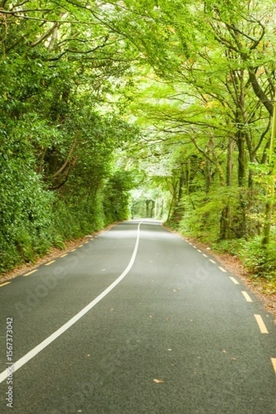 Fototapeta Forest road is winding through dense foliage tunnel with asphalt lines highlighted in flat design