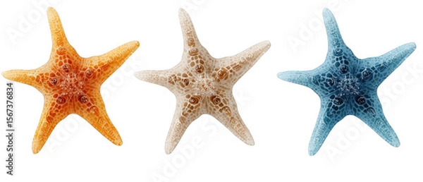 Obraz Three colorful starfish arranged in a row, showcasing their unique textures and colors against a white background