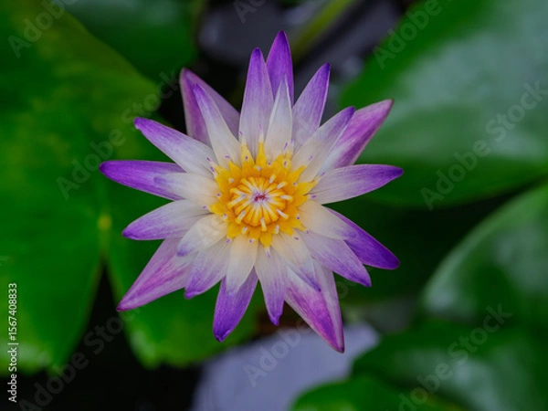 Fototapeta Lotus flower with green lotus leaf blurry background:Close up,select focus with shallow depth of field.
