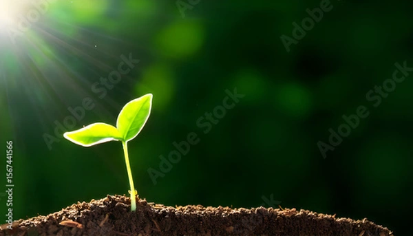 Obraz A small sprout reaches towards the sunlight