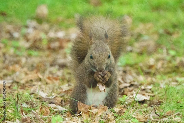 Obraz 北海道の野生動物