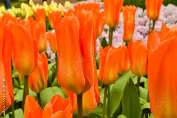 Fototapeta A carpet of tulips in the Keukenhof flower garden, Netherlands