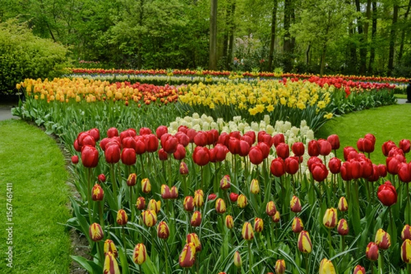 Fototapeta A carpet of tulips in the Keukenhof flower garden, Netherlands