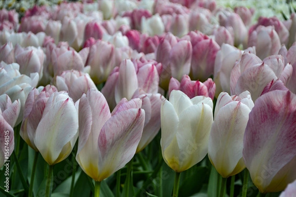 Fototapeta A carpet of tulips in the Keukenhof flower garden, Netherlands