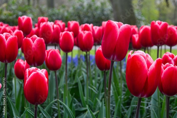 Fototapeta A carpet of tulips in the Keukenhof flower garden, Netherlands