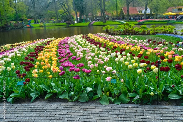Fototapeta A carpet of tulips in the Keukenhof flower garden, Netherlands