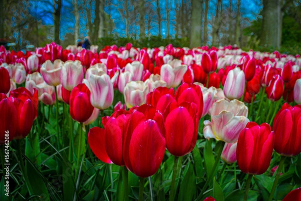 Fototapeta A carpet of tulips in the Keukenhof flower garden, Netherlands