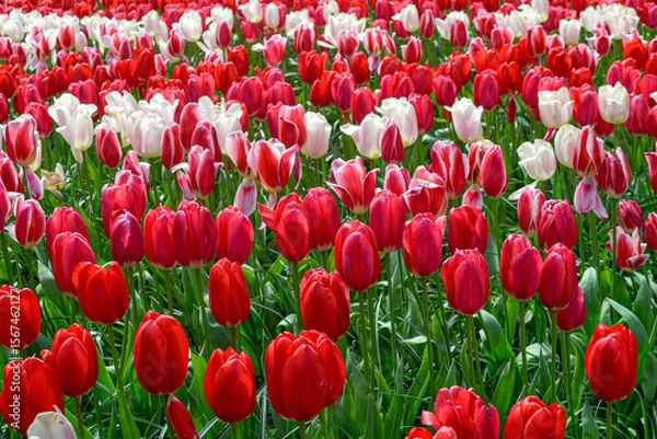 Fototapeta A carpet of tulips in the Keukenhof flower garden, Netherlands