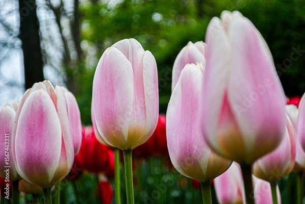Fototapeta A carpet of tulips in the Keukenhof flower garden, Netherlands