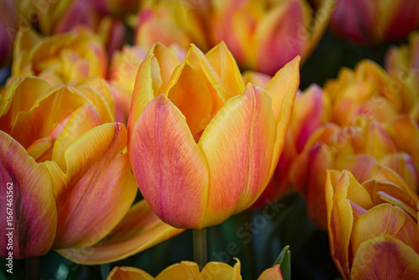 Fototapeta A carpet of tulips in the Keukenhof flower garden, Netherlands