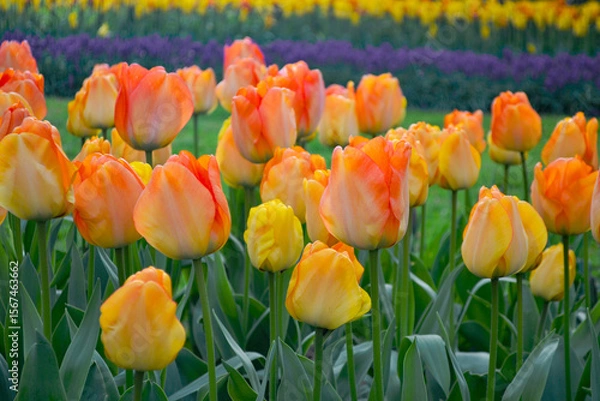 Fototapeta A carpet of tulips in the Keukenhof flower garden, Netherlands
