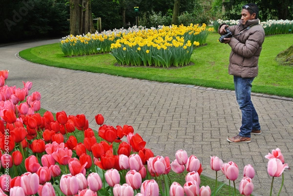 Fototapeta A male photographer is taking photos of tulips in the garden.