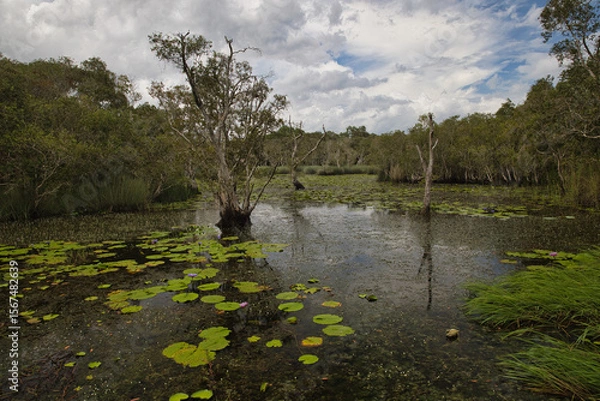Fototapeta Wetlands in the Botanical Garden
