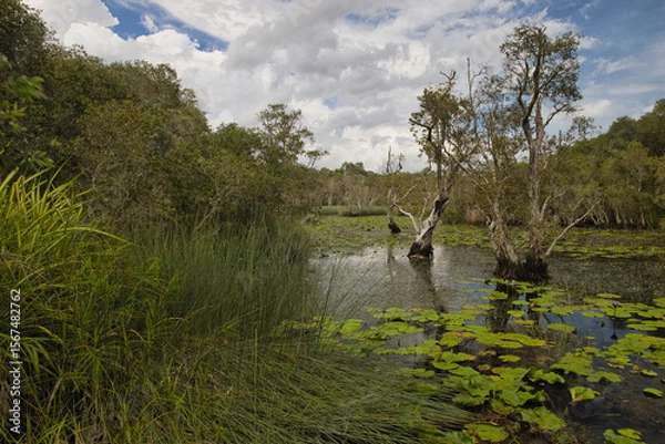 Fototapeta Many trees and aquatic plants in the wetland area