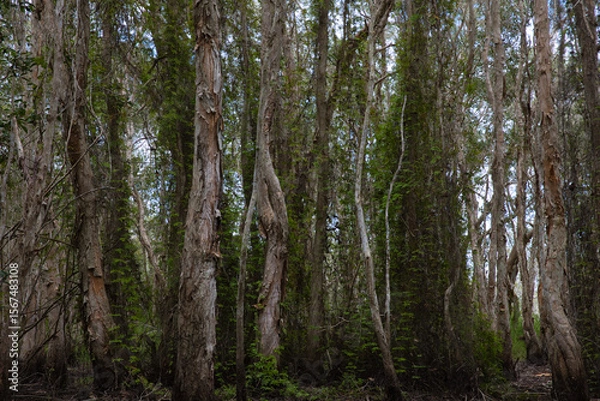 Fototapeta A forest with many trees and vines