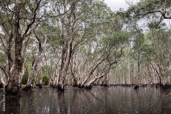 Fototapeta A forest with many trees in a wetland area