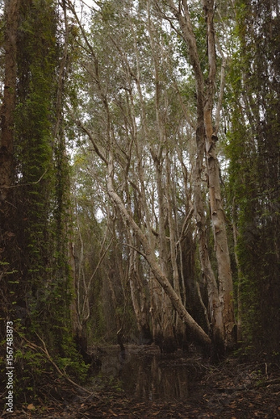 Fototapeta A forest with many tall trees and vines in a botanical garden