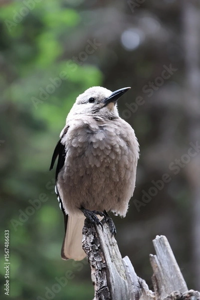 Fototapeta Clark's Nutcracker Perched in the Forest