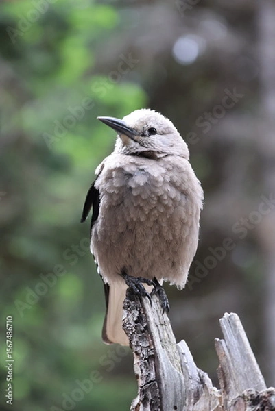 Fototapeta Clark's Nutcracker Perched in the Forest