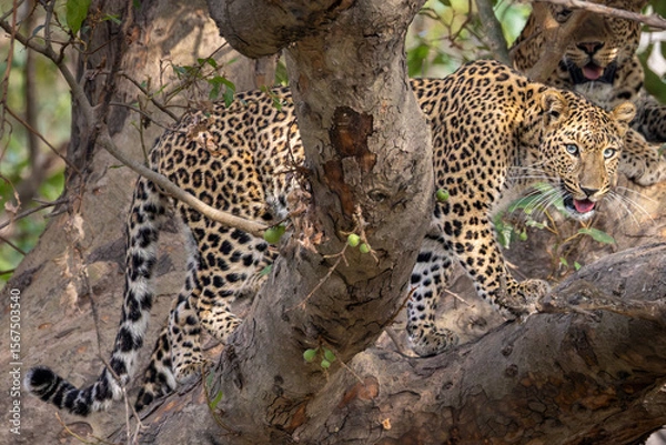 Obraz Indian Leopard on a tree 
