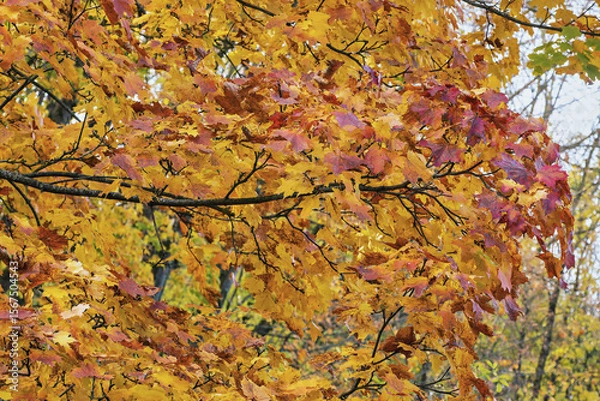 Obraz Maple autumn leaves create a stunning display of colors during the fall season.