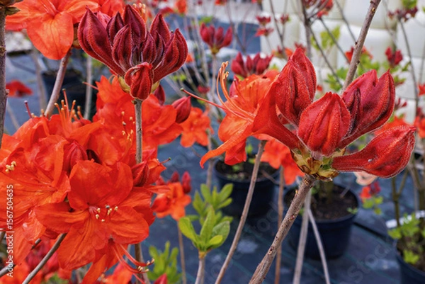 Obraz Vibrant azalea blossoms in full bloom at Azalea Parkfeuer during spring season