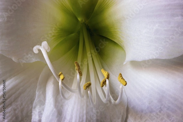 Obraz White amaryllis flowers with delicate details, close-up