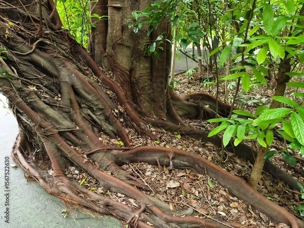 Fototapeta tree roots in the forest