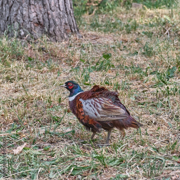 Fototapeta Portrait of a Fluffed-Up Pheasant in Natural Habitat