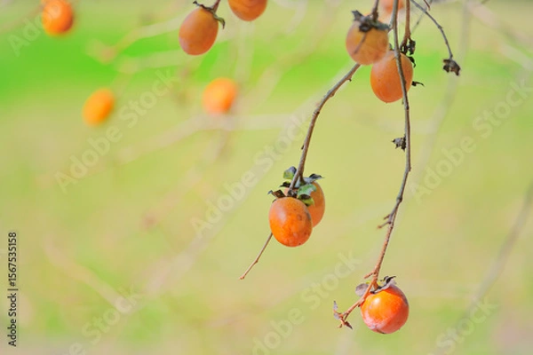 Fototapeta 秋の味覚・柿の実り