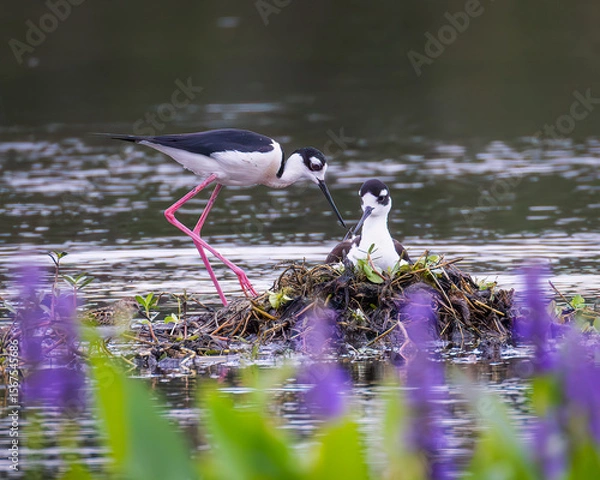 Fototapeta A pair of black-necked stilts nesting in a wetland