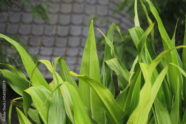 Obraz tropical plants with symmetrical background