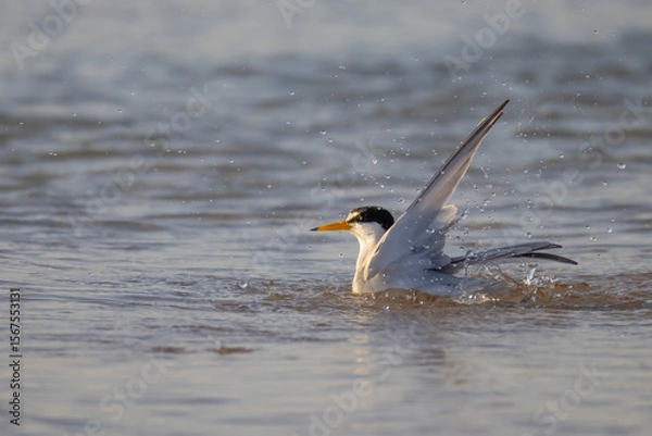 Fototapeta A least tern bathing in the ocean at Fort Matanzas National Monument