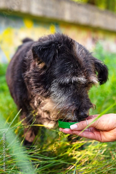 Obraz Dog drinking water from a green plastic bottle cap held by a human hand outdoors, in summer grass, showing kindness, pet care, and animal hydration in nature