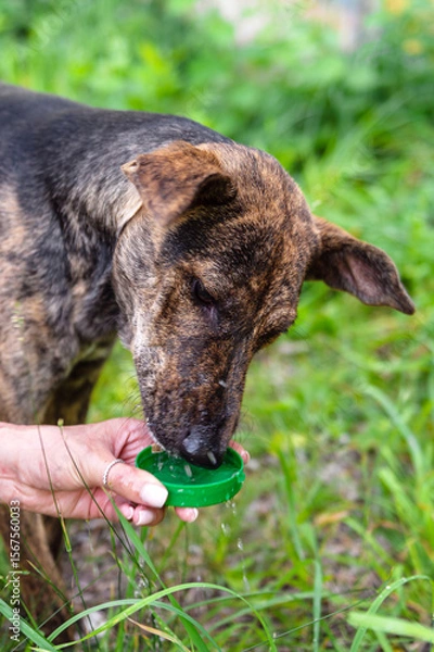Obraz Dog drinking water from a green plastic bottle cap held by a human hand outdoors, in summer grass, showing kindness, pet care, and animal hydration in nature