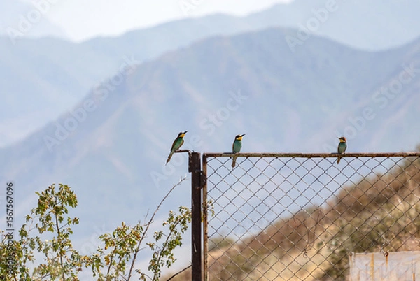 Fototapeta Three Golden Bee-eater or European bee-eaters (Merops apiaster) are sitting on a metal fence, with high mountains in the background.