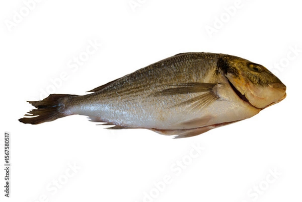 Obraz Raw fresh fish dorado isolated on white background