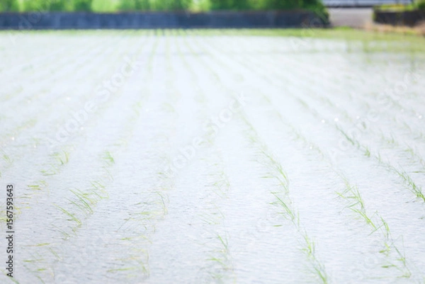 Fototapeta Rice seedlings swaying in the breeze in a rice field in early summer	