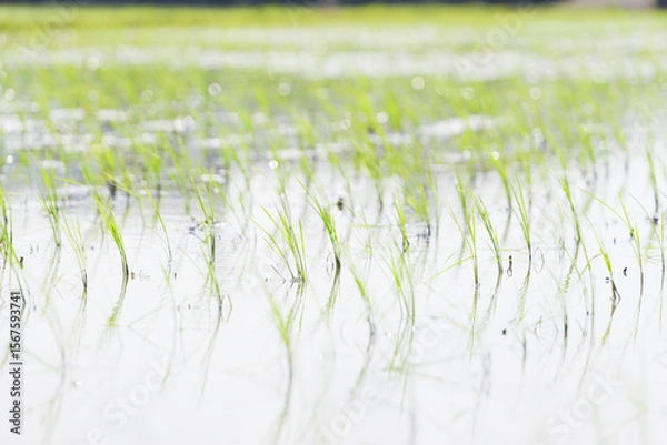 Fototapeta Rice seedlings swaying in the breeze in a rice field in early summer	