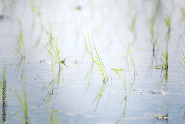 Fototapeta Rice seedlings swaying in the breeze in a rice field in early summer	