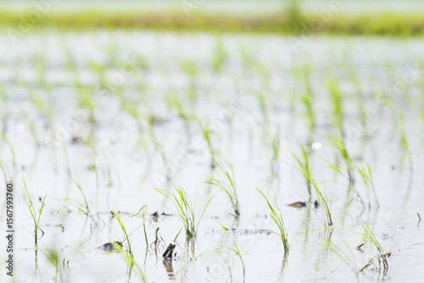 Fototapeta Rice seedlings swaying in the breeze in a rice field in early summer	