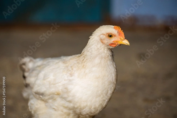Fototapeta Chickens in the farmyard on a sunny day. chickens on the traditional free range poultry farm in the village. Eco meat from farming.