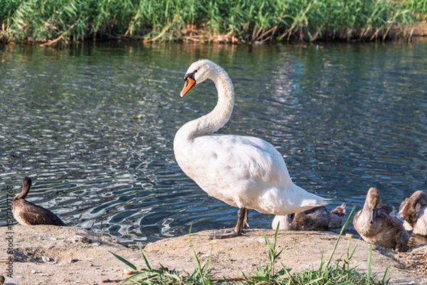 Obraz Wild swans with their offspring on a pond in the reeds. Incredibly beautiful nature and birds.