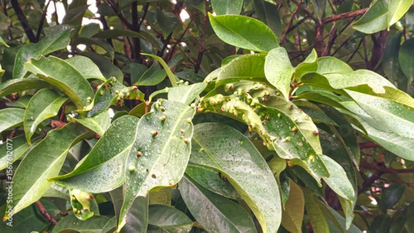 Obraz Damaged Leaves Infested by Pests on Tree Branch